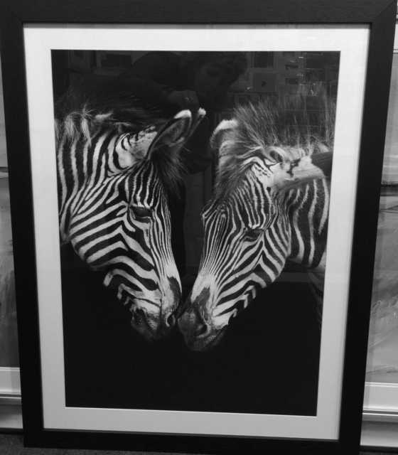 Together (two Zebras touching noses)